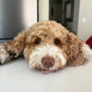 Meet your Posher, Sasha